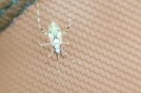 Phytocoris tiliae