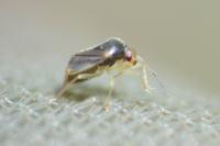 Monalocoris filicis