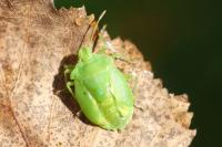Palomena prasina