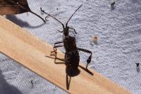 Leptoglossus occidentalis