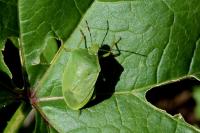 Nezara viridula