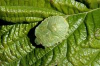 Palomena prasina