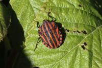 Graphosoma italicum italicum