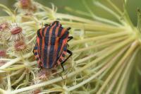 Graphosoma italicum italicum