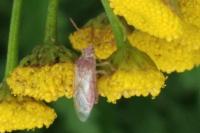 Liorhyssus hyalinus