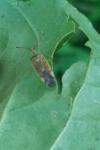 Pantilius tunicatus