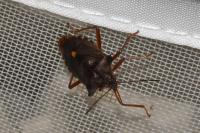 Pentatoma rufipes