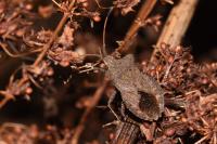 Coreus marginatus