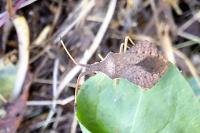 Syromastus rhombeus