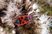 Pyrrhocoris apterus