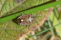 Dolycoris baccarum