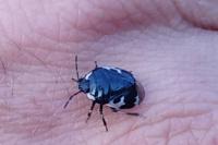 Tritomegas bicolor