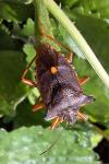 Pentatoma rufipes