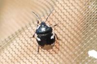 Tritomegas bicolor