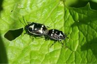Eurydema oleracea