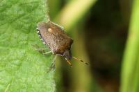 Peribalus strictus vernalis