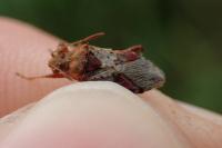 Rhopalus subrufus