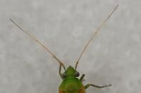 Dichrooscytus rufipennis