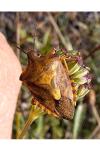 Carpocoris pudicus
