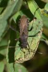 Alydus calcaratus