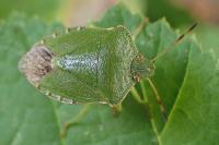 Palomena prasina