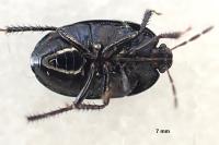 Sehirus luctuosus