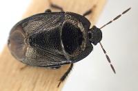 Sehirus luctuosus