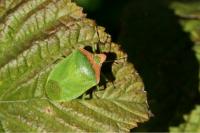 Nezara viridula