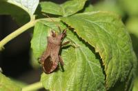Coreus marginatus