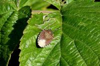 Holcostethus sphacelatus