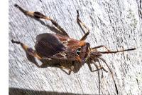 Leptoglossus occidentalis