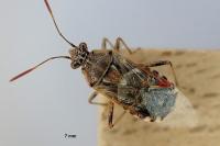 Liorhyssus hyalinus