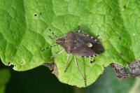 Dolycoris baccarum