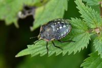 Nezara viridula