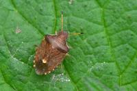 Peribalus strictus vernalis