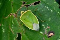 Nezara viridula