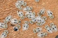 Corythucha ciliata