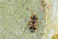 Scolopostethus pictus