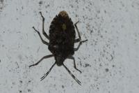 Rhaphigaster nebulosa