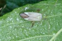 Adelphocoris lineolatus