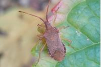 Gonocerus acuteangulatus