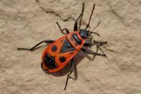 Pyrrhocoris apterus