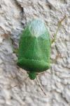 Nezara viridula