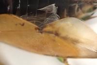Notonecta glauca