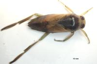 Notonecta glauca