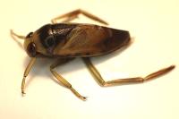 Notonecta glauca