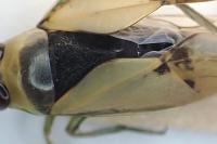 Notonecta viridis