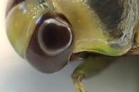 Notonecta viridis