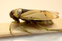 Notonecta viridis