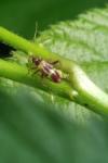 Closterotomus fulvomaculatus